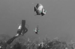 An inquisitive pair of angels off of St. Croix. Nikon D2X... by Dale Hymes 